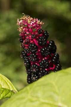 Image of pokeweed