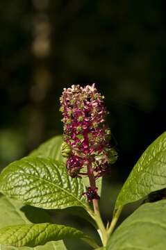 Image of pokeweed