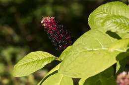 Image of pokeweed