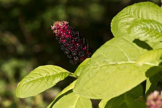 Image of pokeweed