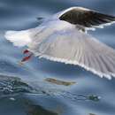 Image of Little Gull