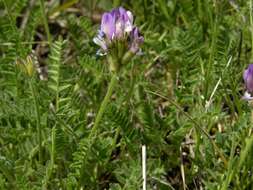 Image of Astragalus danicus Retz.