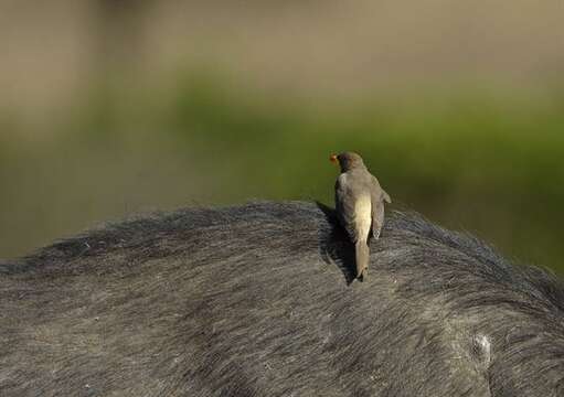 Image de Buphagidae