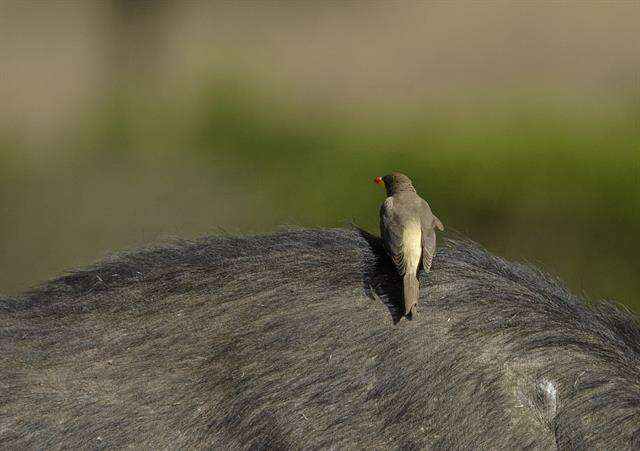 Image de Buphagidae