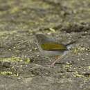 Image of Bleating Bush Warbler