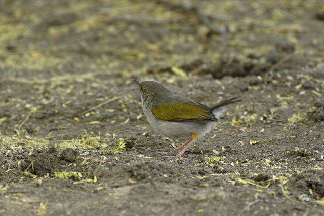 Image of Camaroptera Sundevall 1850