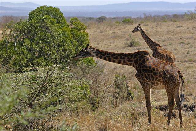 Imagem de Giraffa tippelskirchi Matschie 1898