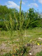 Image of Winter Cress