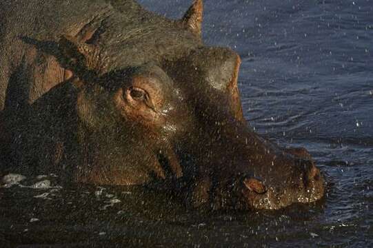 Image of Common Hippopotamus