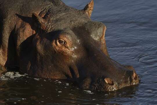 Image of Common Hippopotamus