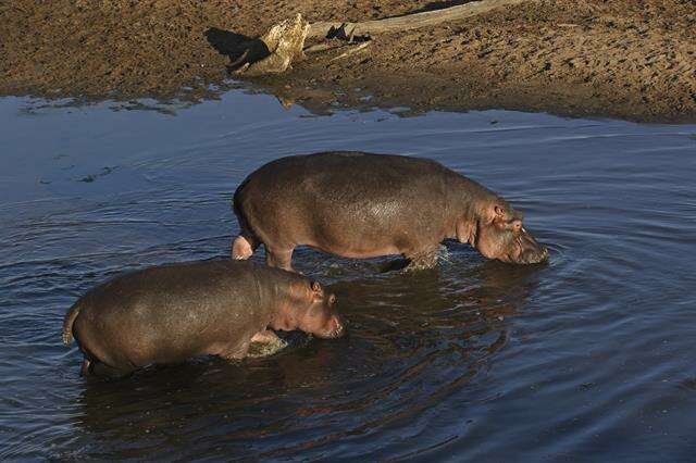 Image of Common Hippopotamus