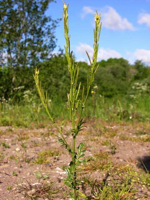 Image of Winter Cress