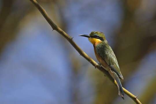 Image of Typical Bee-eaters