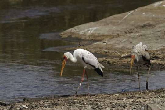 Imagem de Mycteria Linnaeus 1758