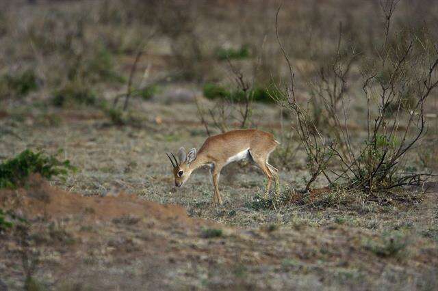 Image of Grysboks, Steenbok