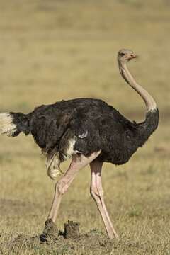 Image of ostriches