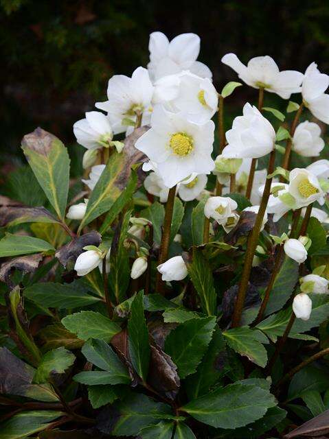 Image of Hellebore