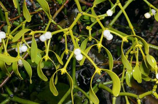 Image of Mistletoe