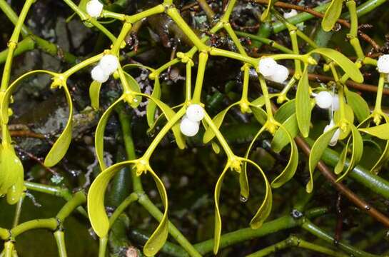 Image of Mistletoe