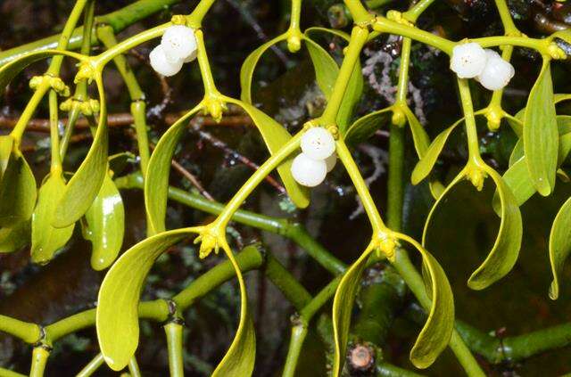 Image of Mistletoe