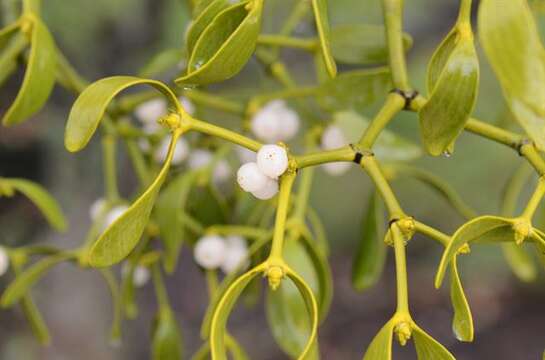 Image of Mistletoe