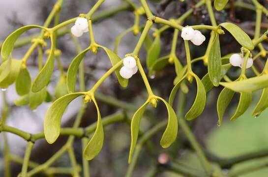 Image of Mistletoe