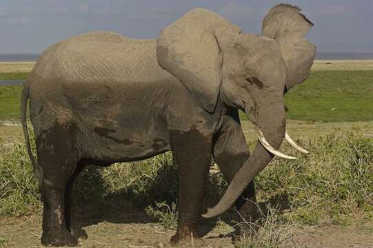 Image of African elephant