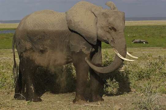 Image of African elephant