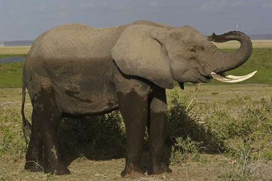 Image of African elephant