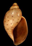 Слика од Ampulla priamus (Gmelin 1791)
