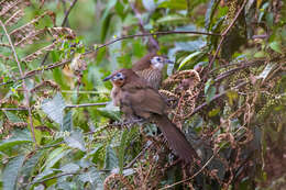 Image of Spiny Babbler