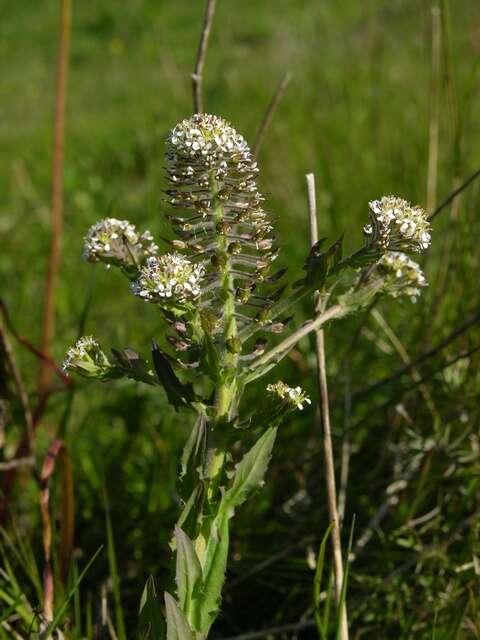 Image of Peppercresses