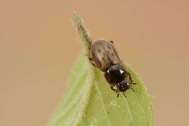 <i>Aphodius contaminatus</i> resmi