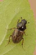 <i>Aphodius contaminatus</i> resmi