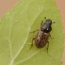 Image of <i>Aphodius contaminatus</i>