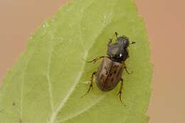 Image of <i>Aphodius contaminatus</i>