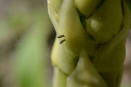 Image of Asparagus beetle