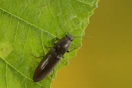 Слика од <i>Athous haemorrhoidalis</i>