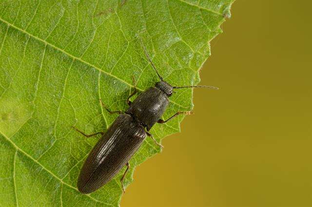 Слика од <i>Athous haemorrhoidalis</i>