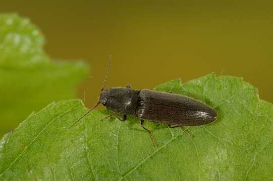 Image of <i>Athous haemorrhoidalis</i>