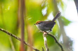 Image of Fiji Bush Warbler