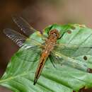 Libellula fulva Müller 1764 resmi