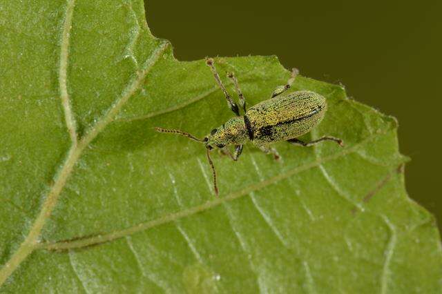 Plancia ëd Phyllobius