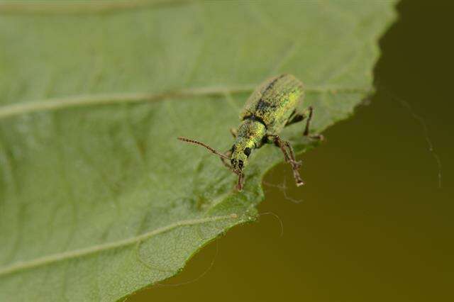 Phyllobius resmi