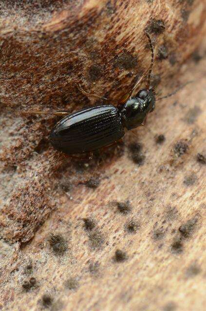 Plancia ëd Bembidion (Emphanes) minimum (Fabricius 1792)