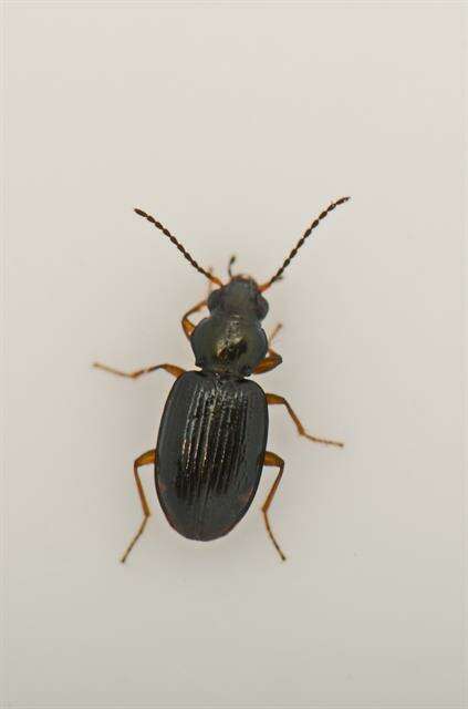 Bembidion (Emphanes) minimum (Fabricius 1792)的圖片