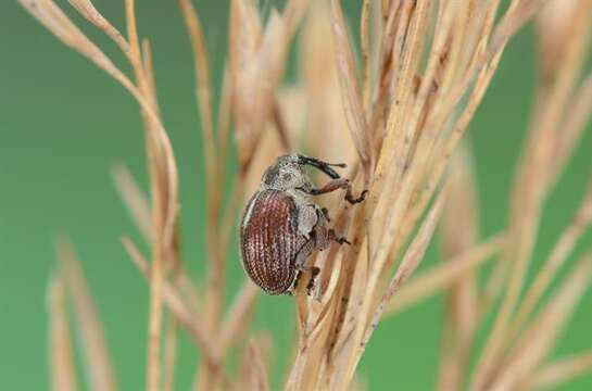 Coeliodes resmi