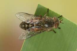 صورة Hybomitra