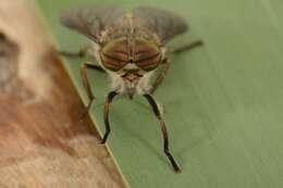 صورة Hybomitra