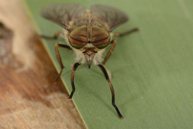 صورة Hybomitra